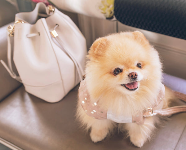 LiL Bon Vivant’s Handbag Companion !